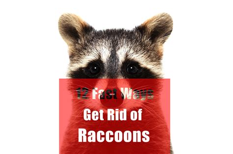 How to remove raccoons. Things To Know About How to remove raccoons. 